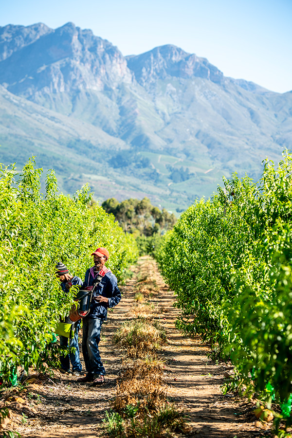 South Africa plum farm