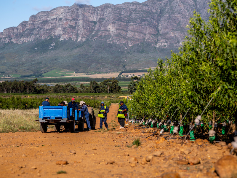 farm workers on plum farm